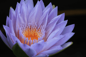 Lotus - A New Beginning