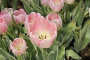 Pink Tulips