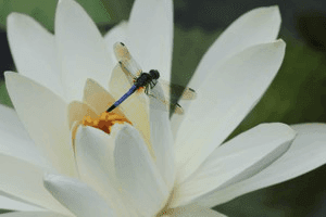 Group Spirit Medium Readings