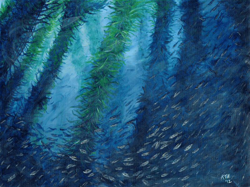Jack Mackerel Amongst the Kelp painting