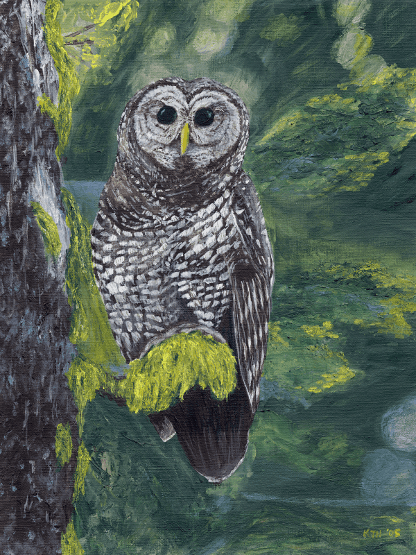 Spotted Owl painting