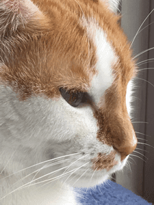 Orange and White Tabby Cat