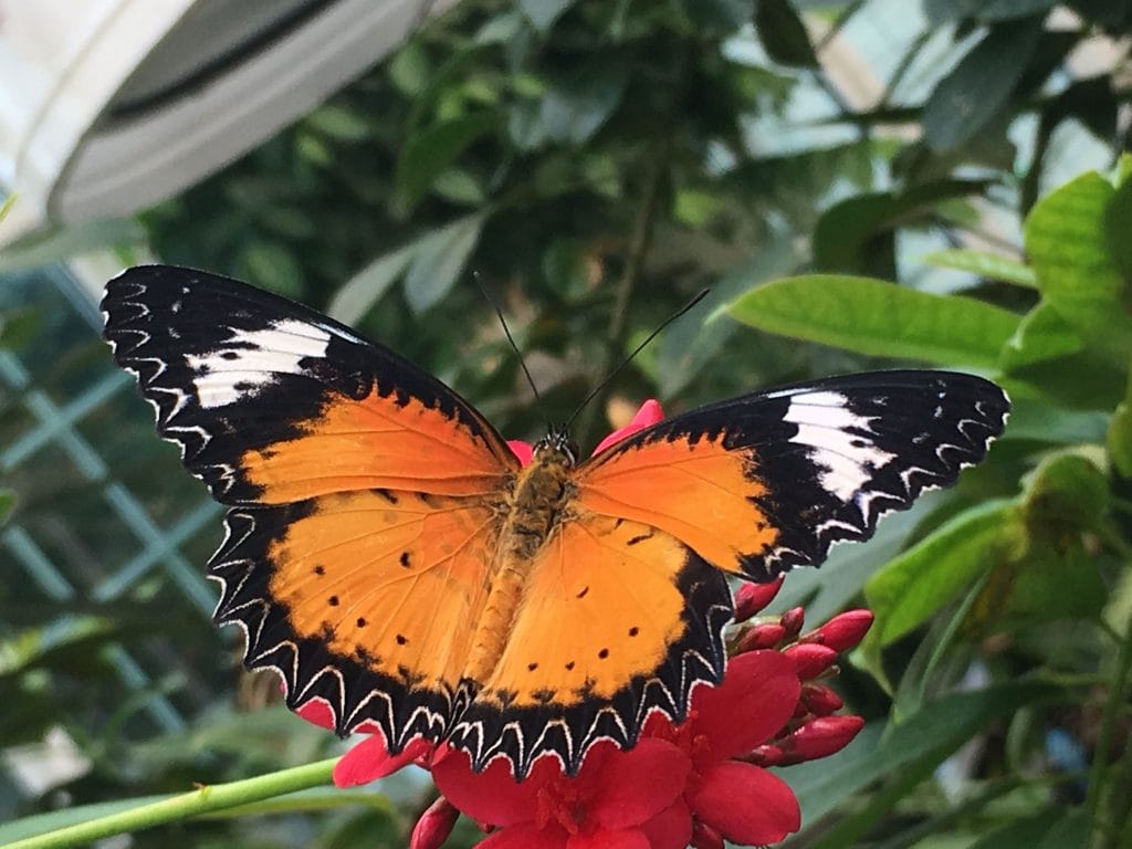 Butterfly at Hershey Gardens