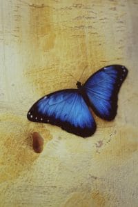 Blue Butterfly