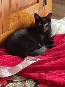 Black cat on red and white blanket