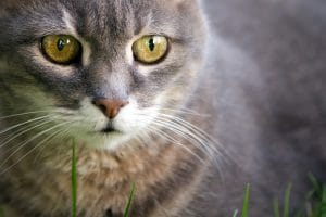 grey cat in the grass